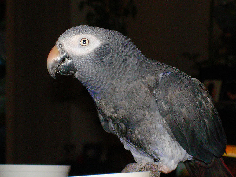 Grauer Papagei () Diana